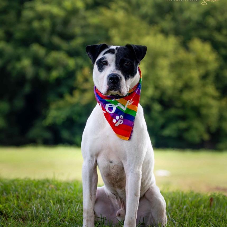 Enlarge Letch, a Adoptable Mixed Breed in Henderson, KY image 1/5