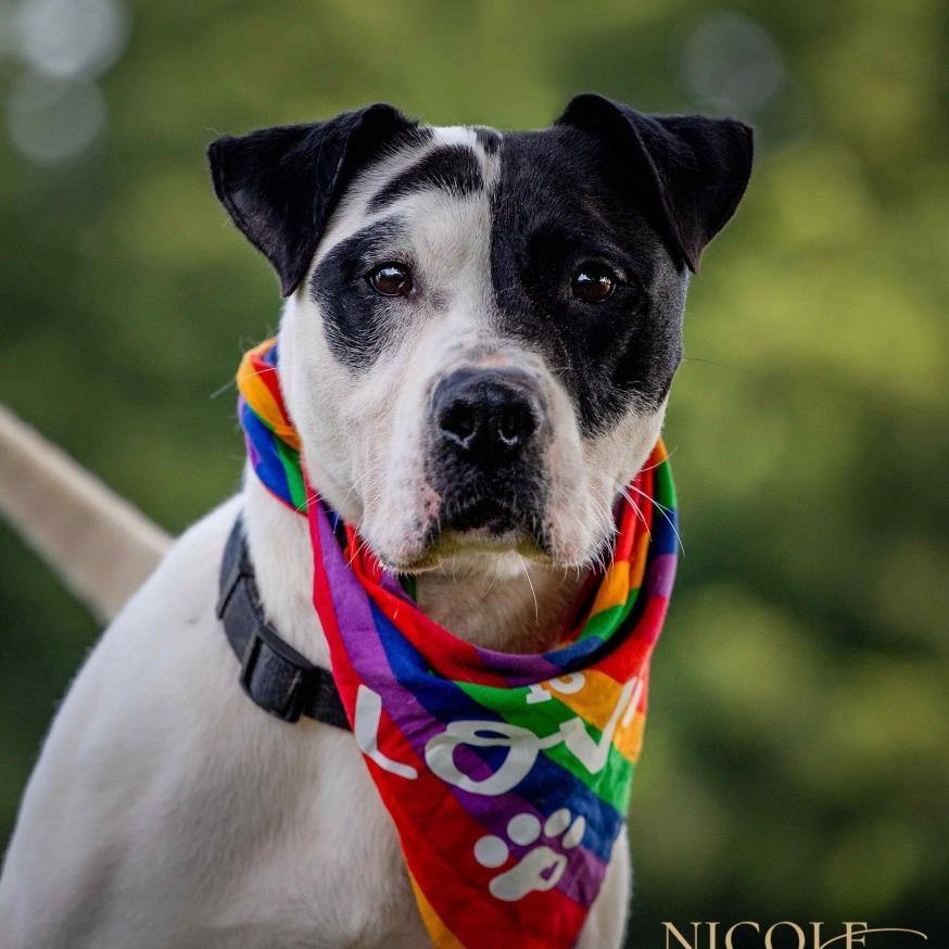 Enlarge Letch, a Adoptable Mixed Breed in Henderson, KY image 2/5