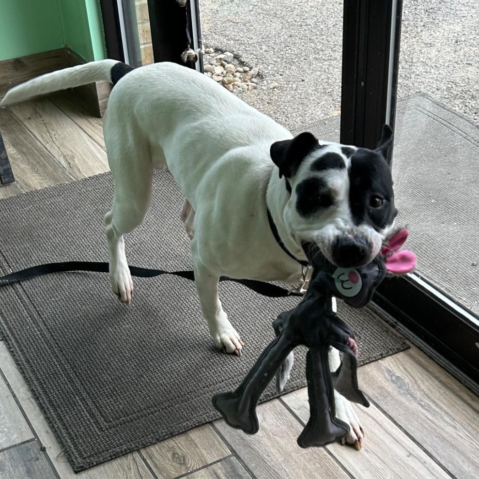 Enlarge Letch, a Adoptable Mixed Breed in Henderson, KY image 3/5