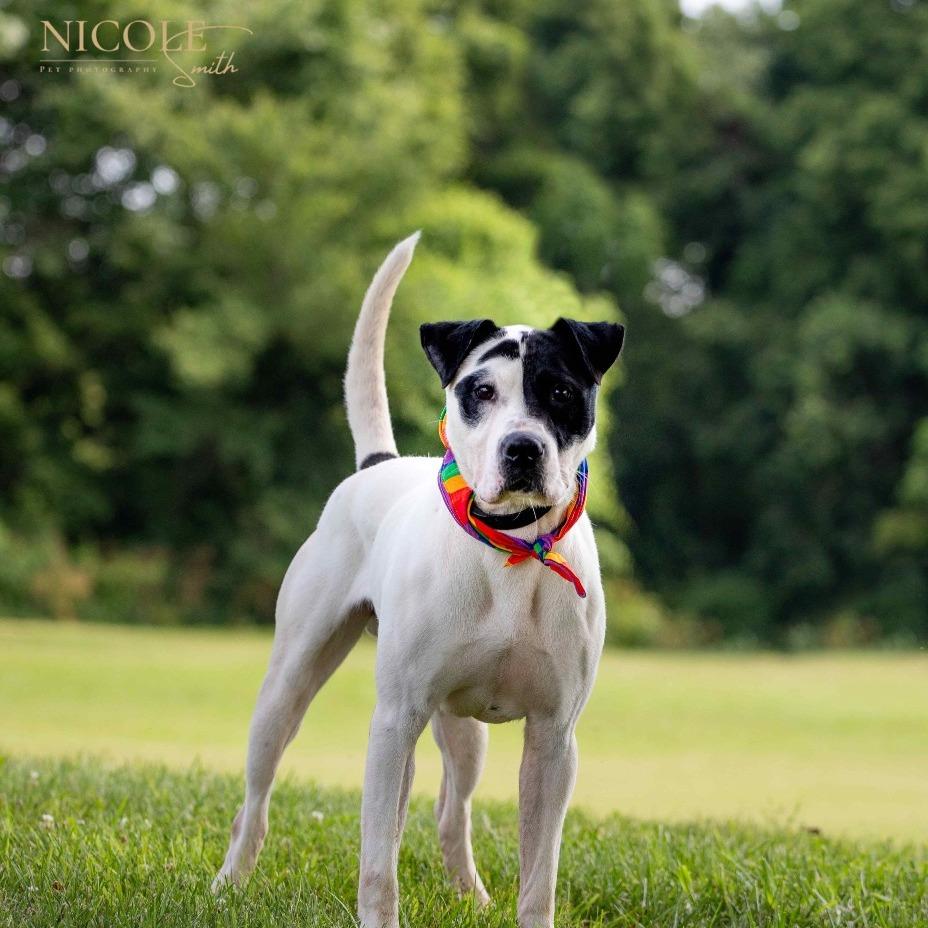 Enlarge Letch, a Adoptable Mixed Breed in Henderson, KY image 4/5