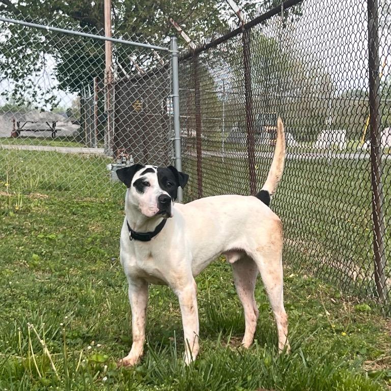 Enlarge Letch, a Adoptable Mixed Breed in Henderson, KY image 5/5