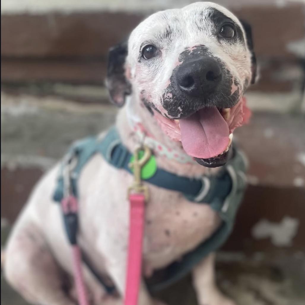 Lisa, Adoptable, Adult Female Terrier & Dalmatian.