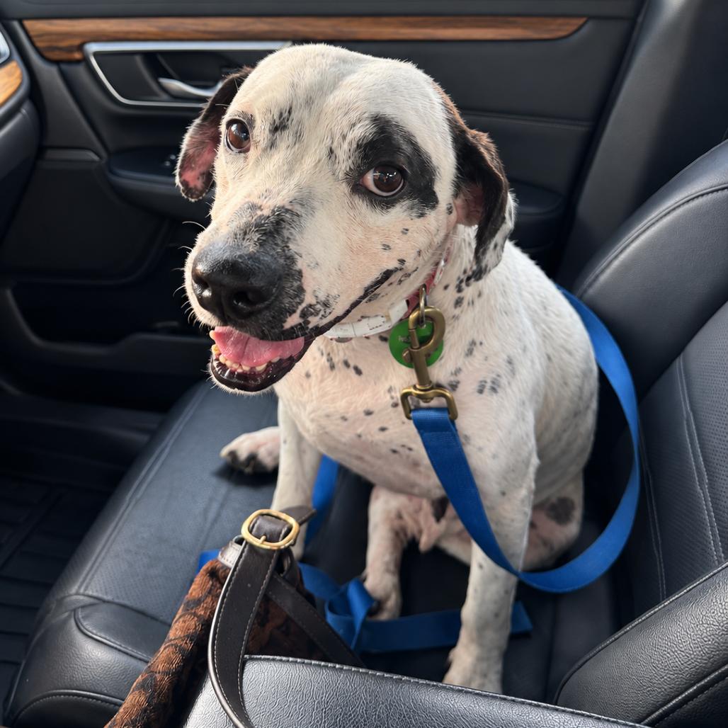 Enlarge Lisa, a Adoptable mixed breed in New Orleans, LA image 2/6