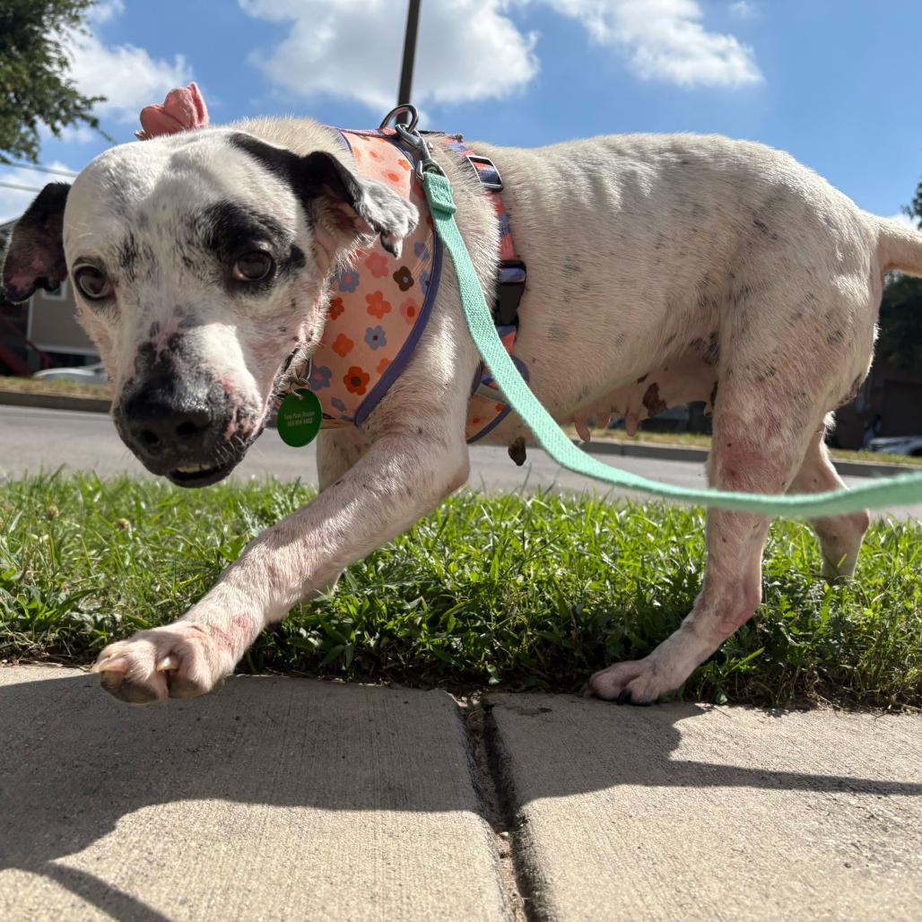 Enlarge Lisa, a Adoptable mixed breed in New Orleans, LA image 3/6