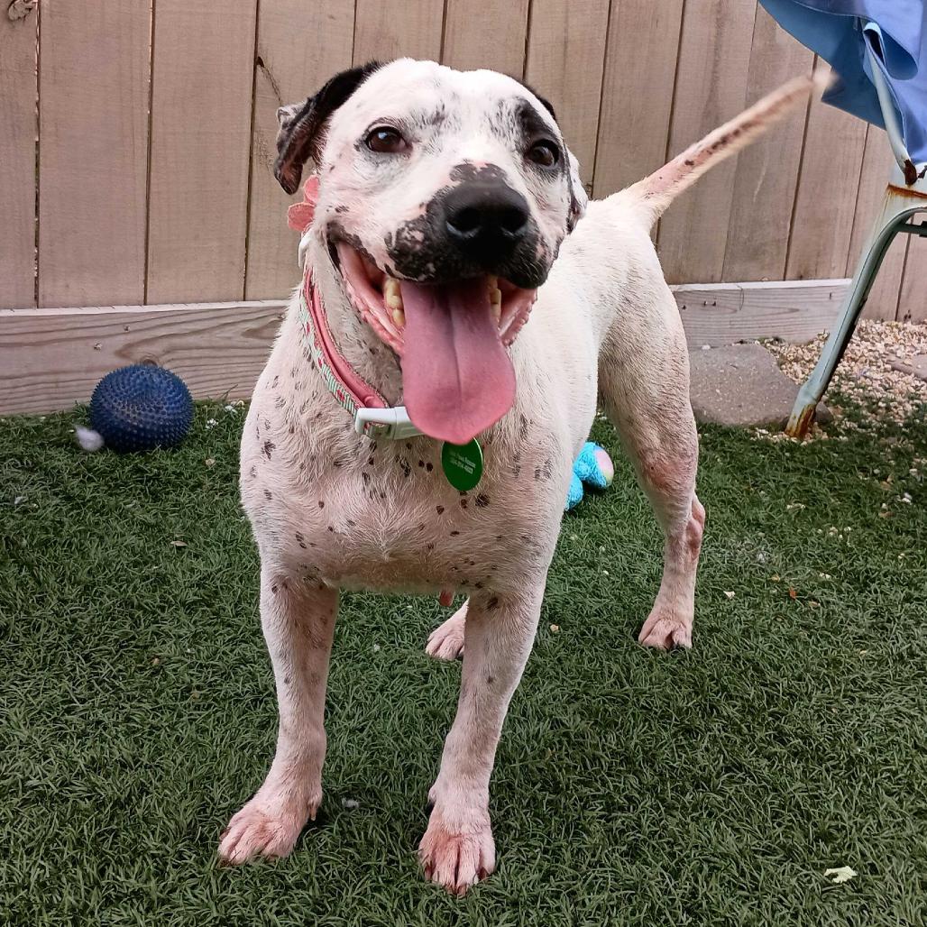 Enlarge Lisa, a Adoptable mixed breed in New Orleans, LA image 4/6