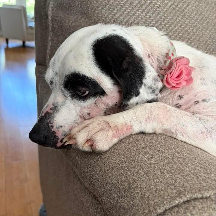 Enlarge Lisa, a Adoptable mixed breed in New Orleans, LA image 6/6