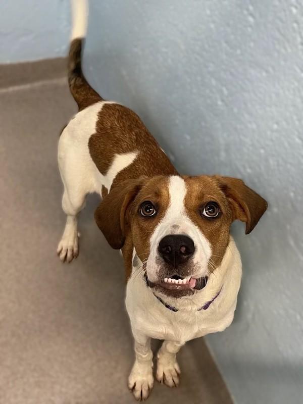 Lucy, Adoptable, Young Female Coonhound.