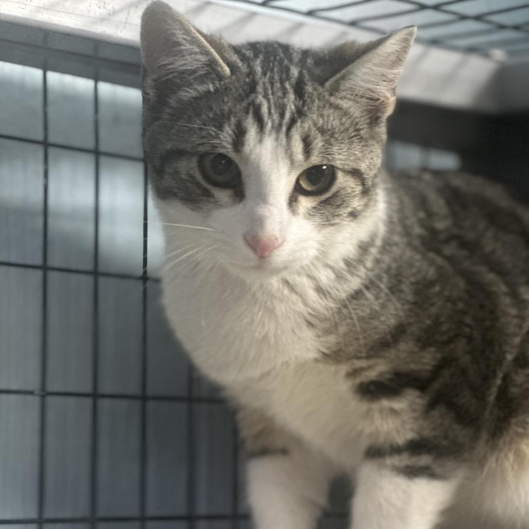 Enlarge Mulch, a Adoptable American Bobtail in Clarksville, AR image 1/2