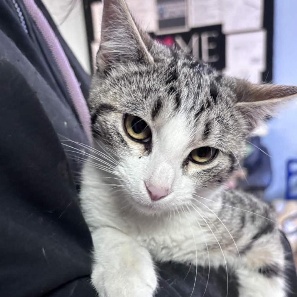 Enlarge Mulch, a Adoptable American Bobtail in Clarksville, AR image 2/2