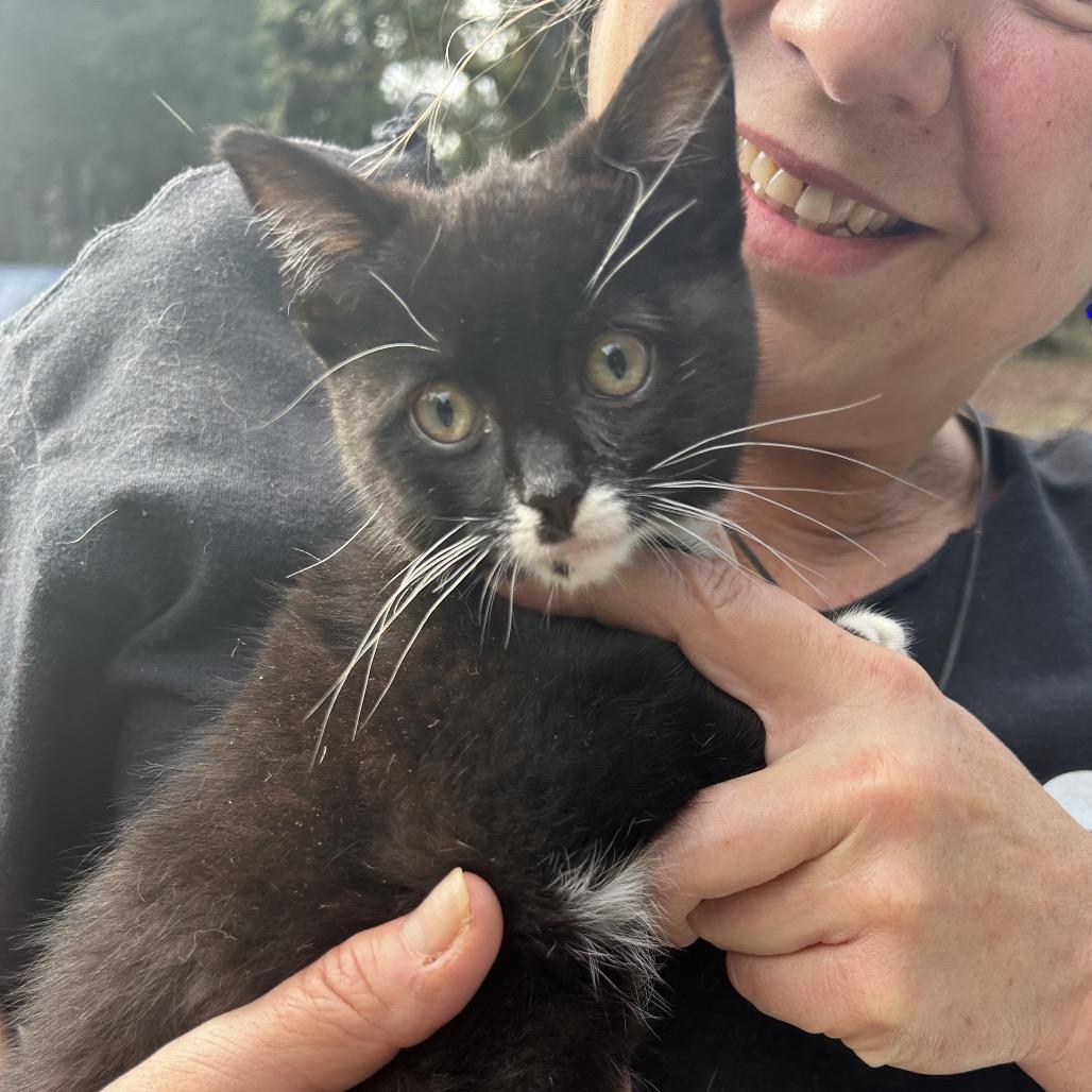 Tid bit, Adoptable, Kitten Female Domestic Short Hair.