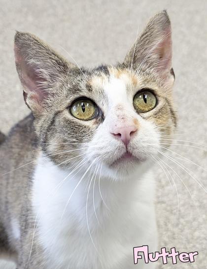 Flutter, Adoptable, Adult Female Domestic Short Hair & Domestic Short Hair.