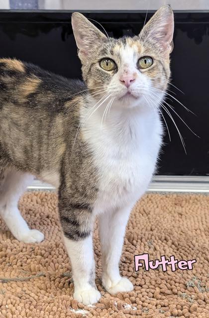 Flutter, a Adoptable mixed breed in Mason, MI image 2/2