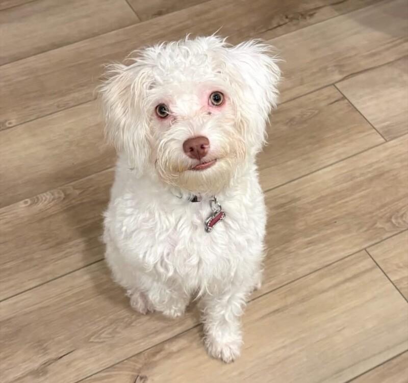 Enlarge Blanca, a Adoptable mixed breed in Van Nuys, CA image 1/6