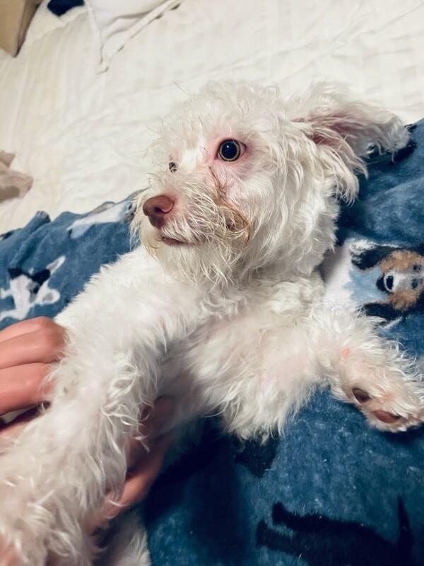 Enlarge Blanca, a Adoptable mixed breed in Van Nuys, CA image 2/6