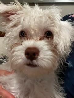 Enlarge Blanca, a Adoptable mixed breed in Van Nuys, CA image 3/6