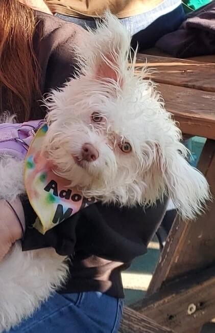 Enlarge Blanca, a Adoptable mixed breed in Van Nuys, CA image 4/6