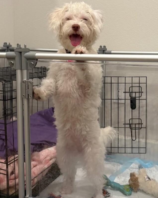 Enlarge Blanca, a Adoptable mixed breed in Van Nuys, CA image 5/6