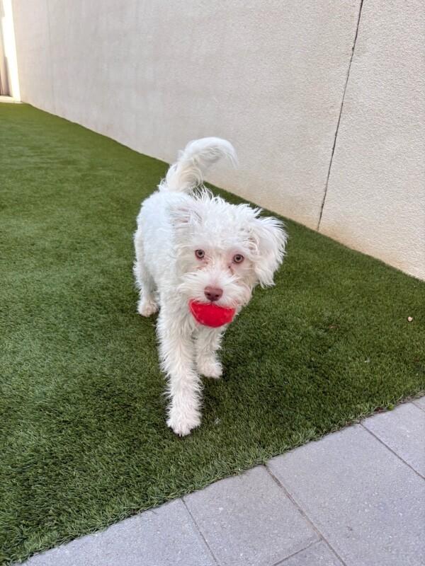 Enlarge Blanca, a Adoptable mixed breed in Van Nuys, CA image 6/6