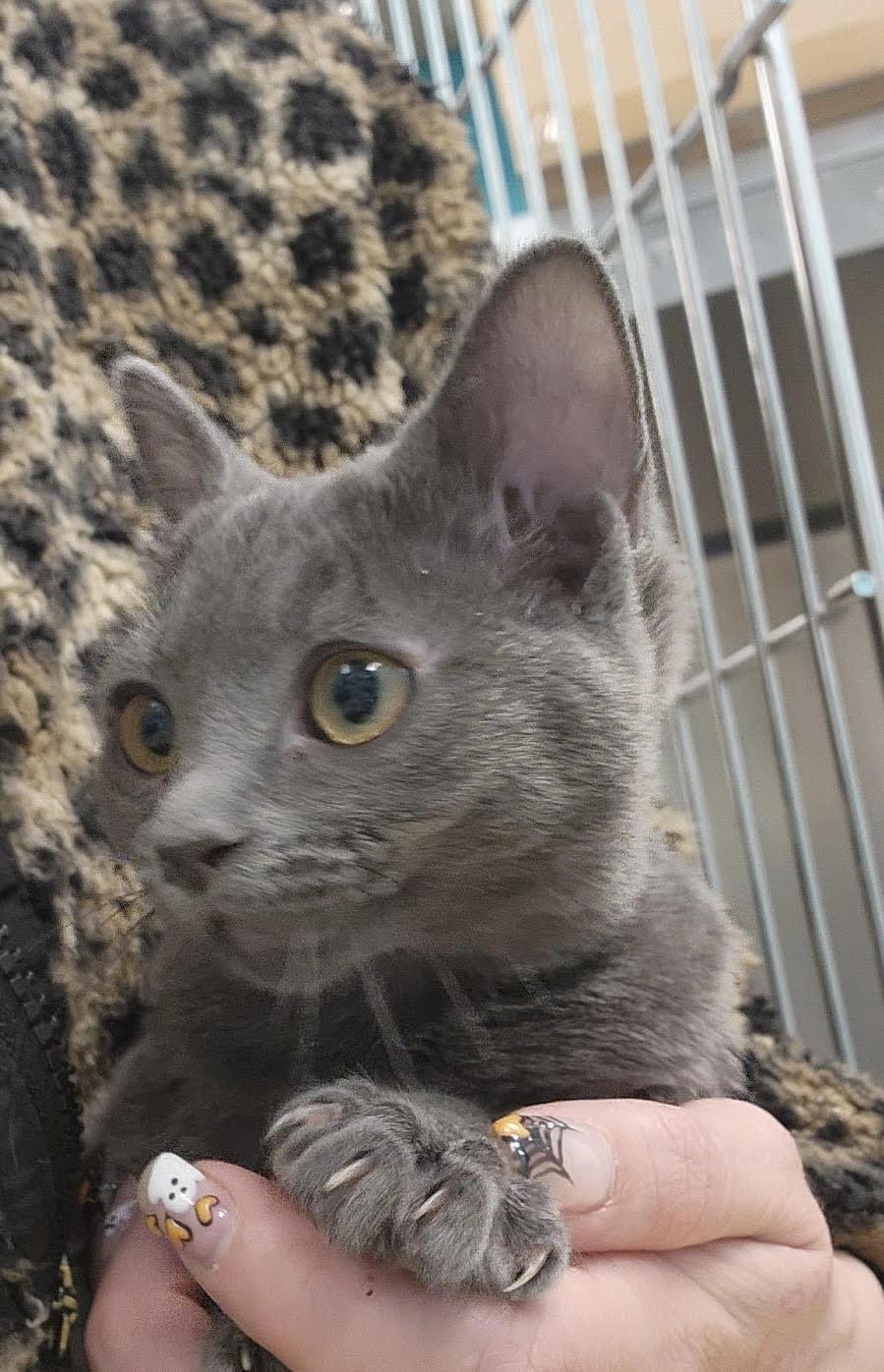 Sylvie, adopted, Kitten Female Domestic Short Hair.