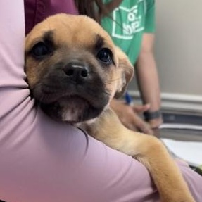 Enlarge Elphaba, a Adoptable mixed breed in Lawrenceville, GA image 1/1