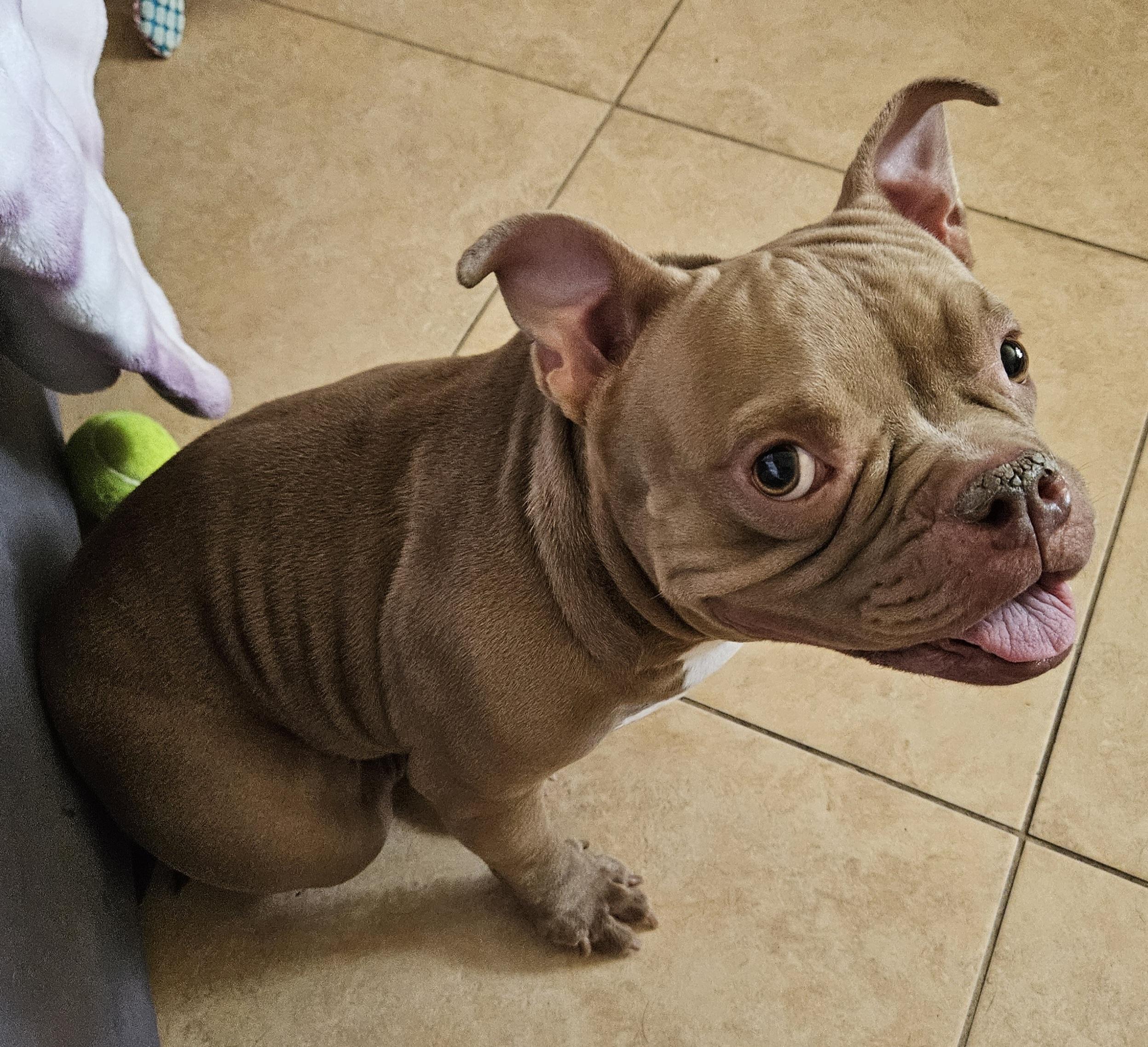 Helga, a ADOPTABLE American Bully in Cape Coral, FL image 1/5