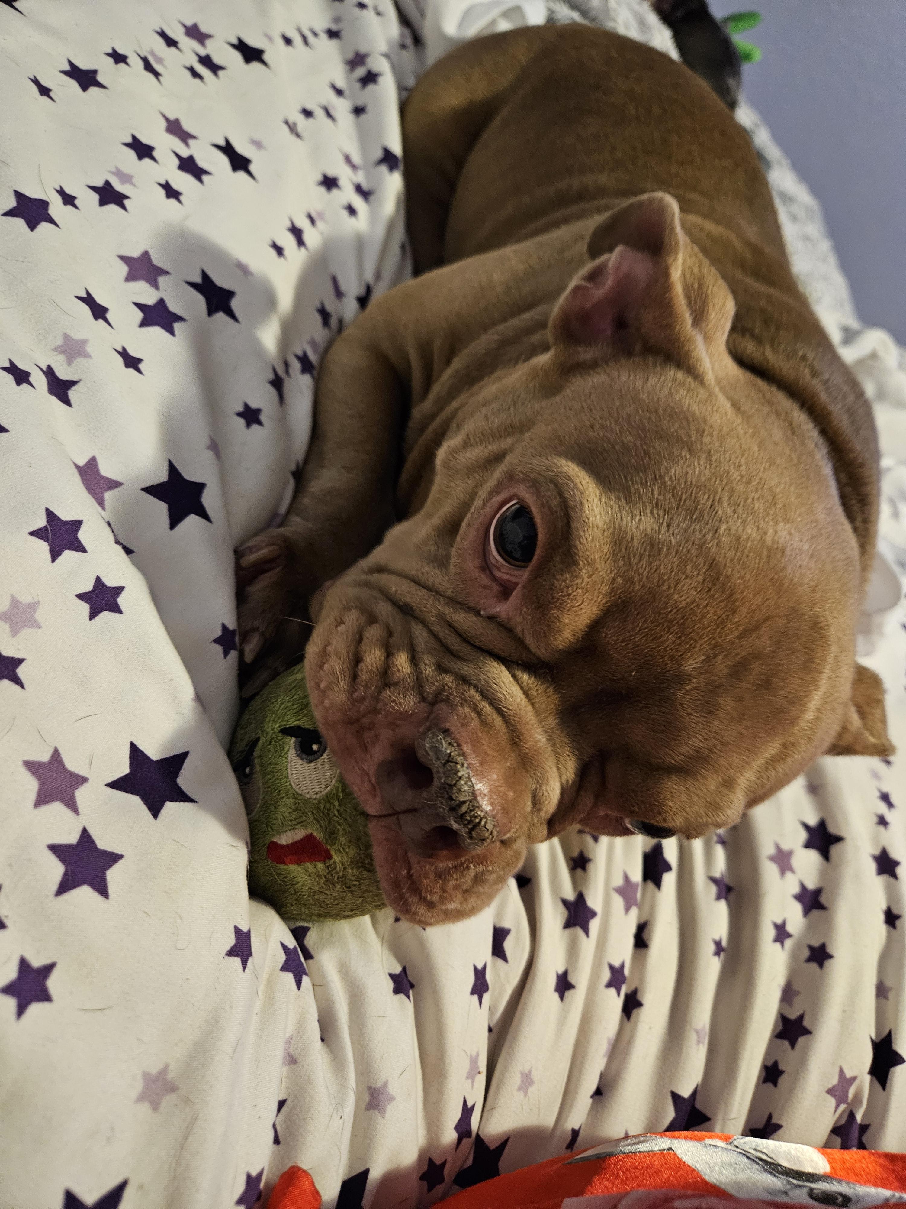 Helga, a ADOPTABLE American Bully in Cape Coral, FL image 2/5