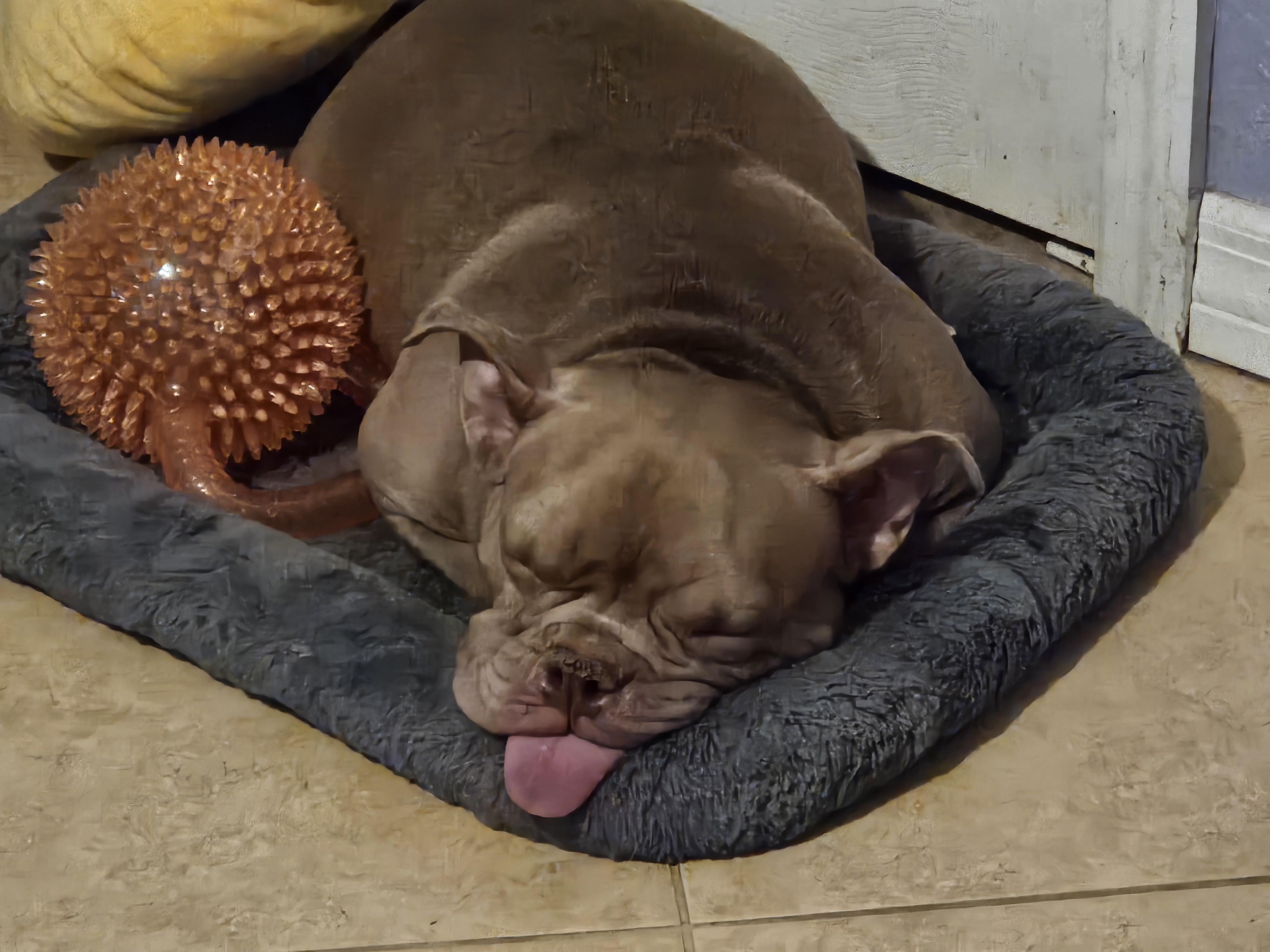 Helga, a ADOPTABLE American Bully in Cape Coral, FL image 5/5