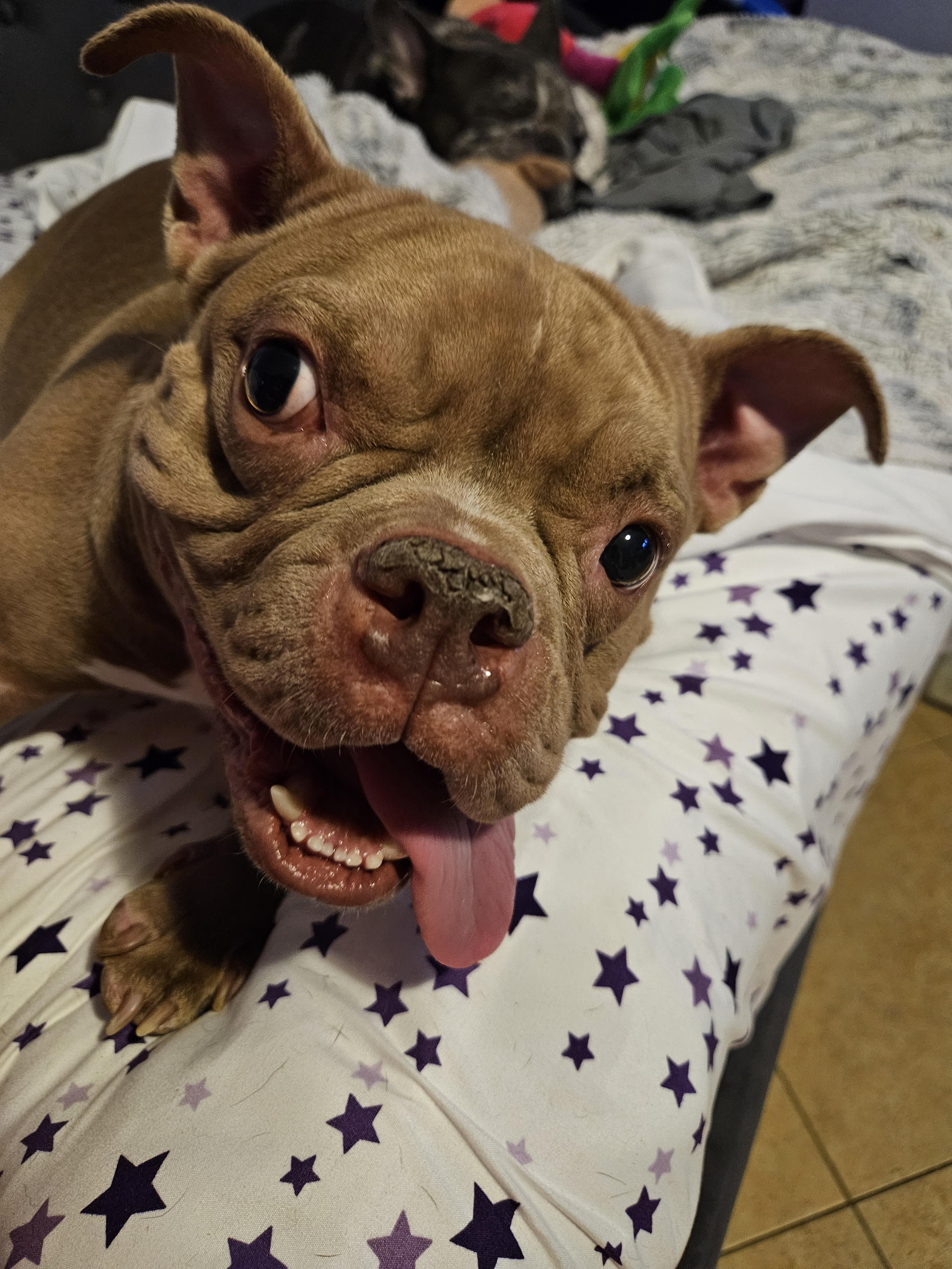 Helga, a ADOPTABLE American Bully in Cape Coral, FL image 4/5