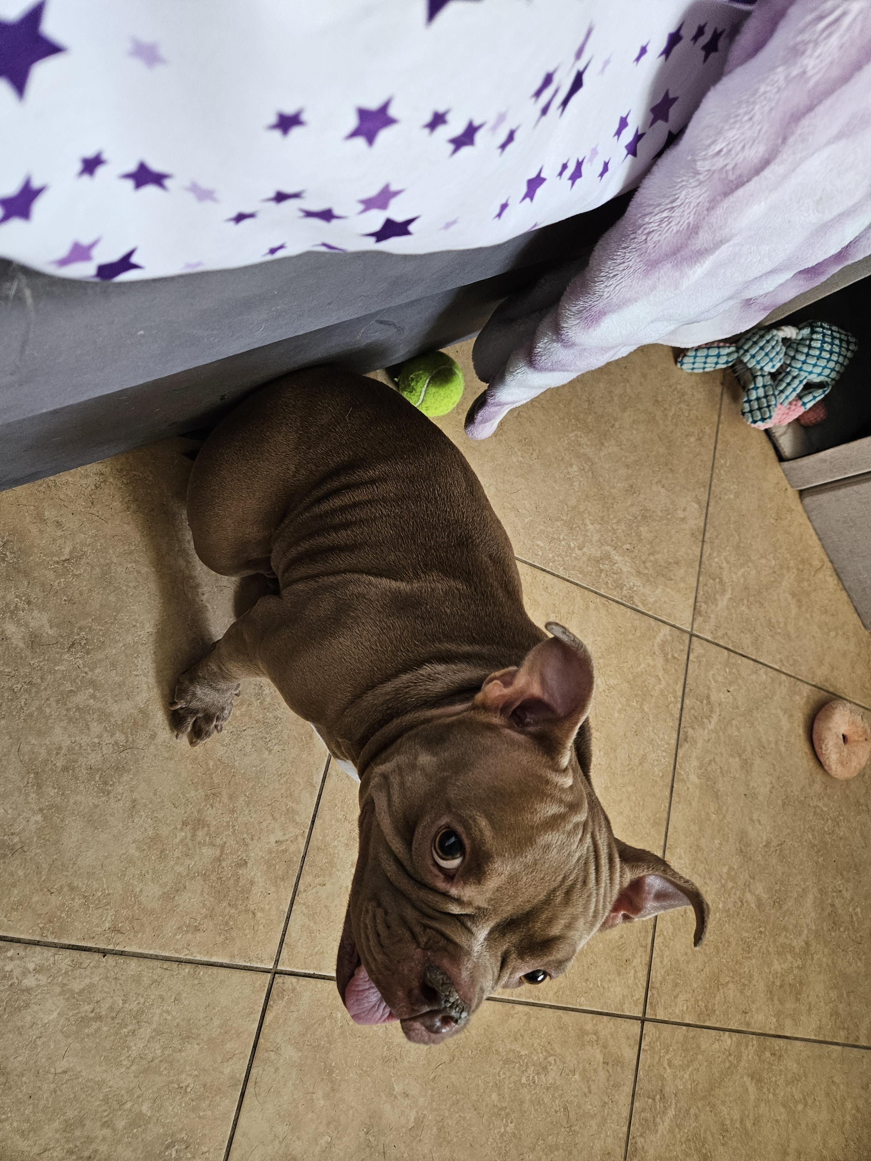 Helga, a ADOPTABLE American Bully in Cape Coral, FL image 3/5