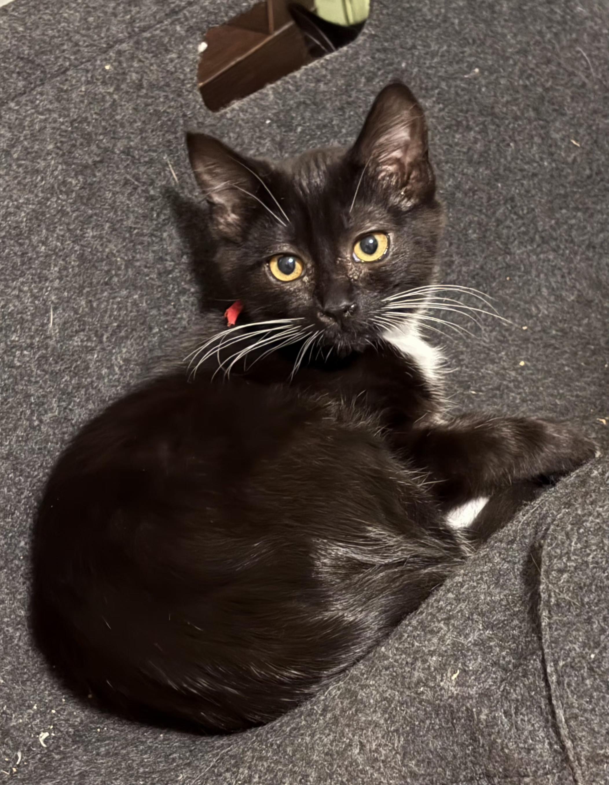 Twin 2, Adoptable, Kitten Female Domestic Short Hair.