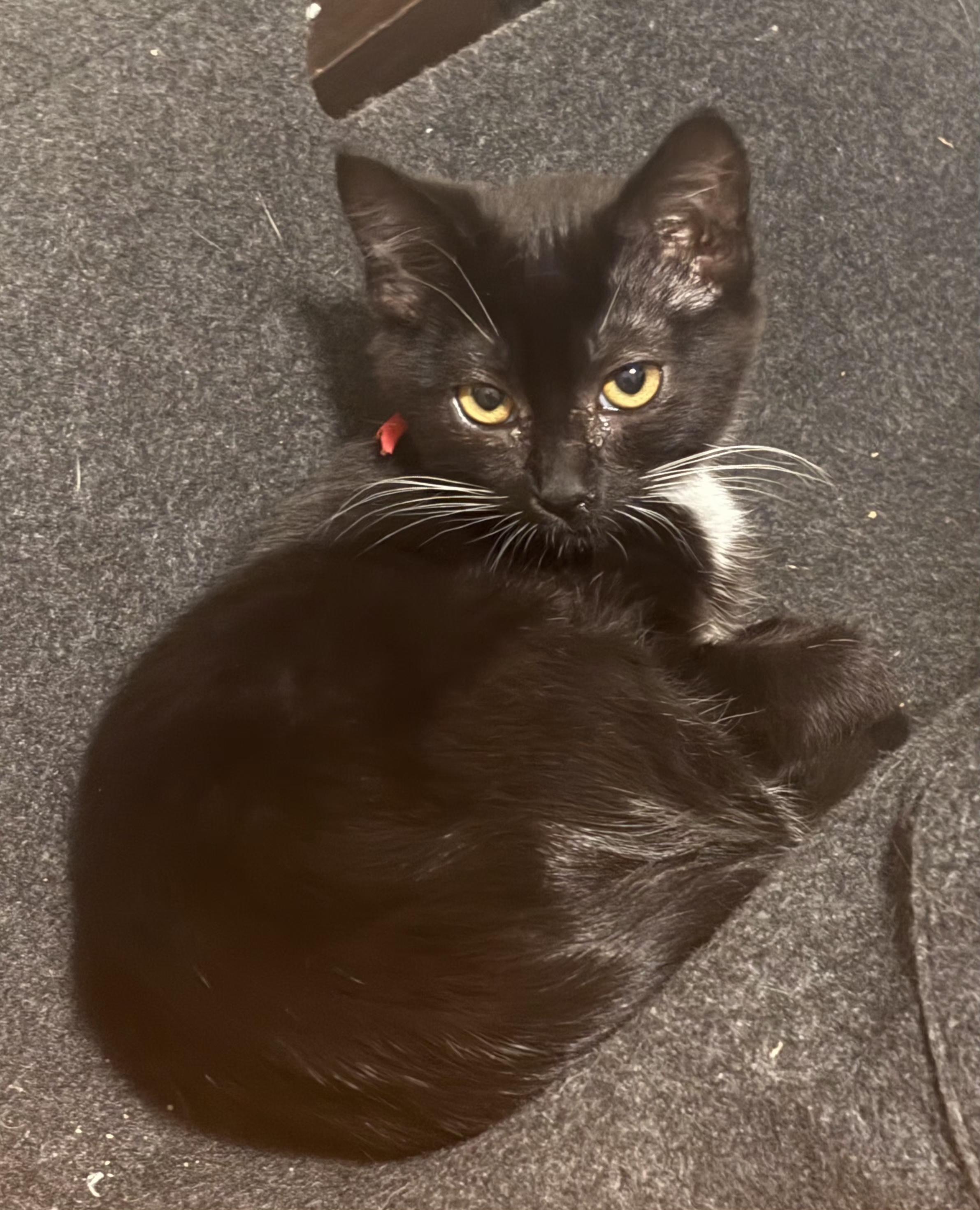 Enlarge Twin 2, a Adoptable Domestic Short Hair in Springfield, OR image 4/5