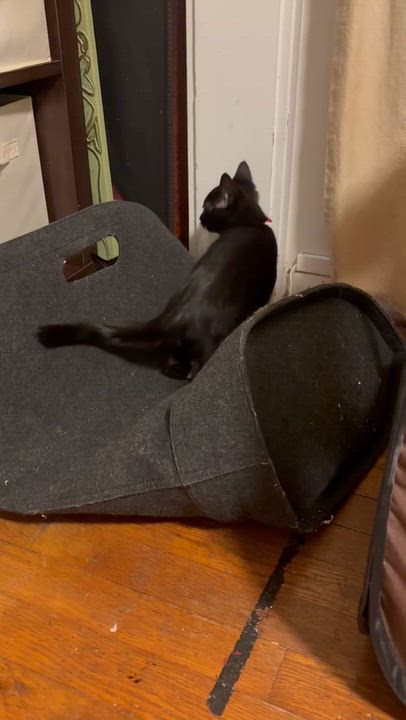 Enlarge Twin 2, a Adoptable Domestic Short Hair in Springfield, OR video 2/5