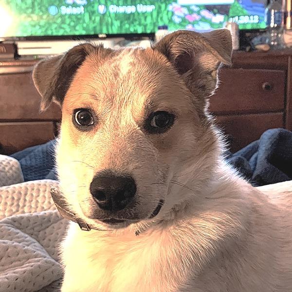 Obi Wan, Adoptable, Adult Male Australian Shepherd.