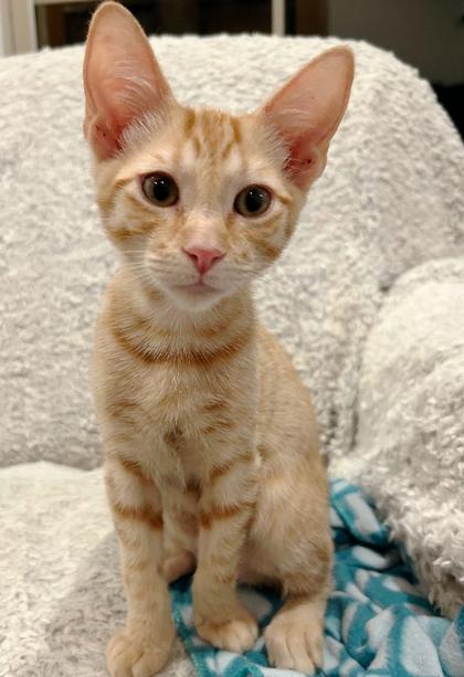 Cheddar, a Adoptable Domestic Short Hair in Encinitas, CA image 1/3