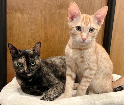 Cheddar, Adoptable, Young Male Domestic Short Hair & Domestic Short Hair.