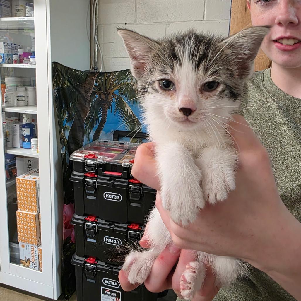 Owl, Adoptable, Kitten Male Domestic Short Hair.