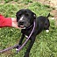 Enlarge Oreo, a Adoptable mixed breed in Ashdown, AR image 1/8