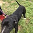 Enlarge Oreo, a Adoptable mixed breed in Ashdown, AR image 4/8