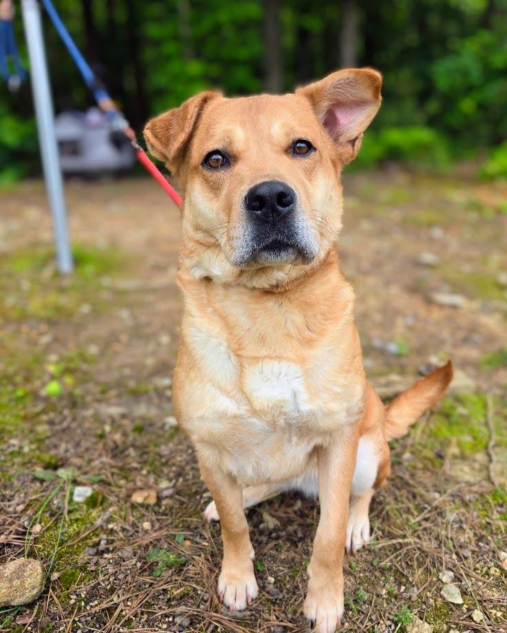 Pillsbury, Adoptable, Adult Female Mixed Breed.