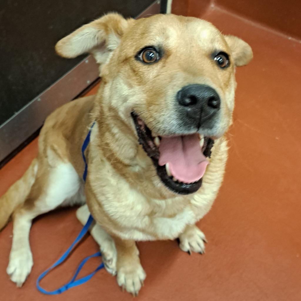 Enlarge Pillsbury, a Adoptable mixed breed in Douglasville, GA image 2/3