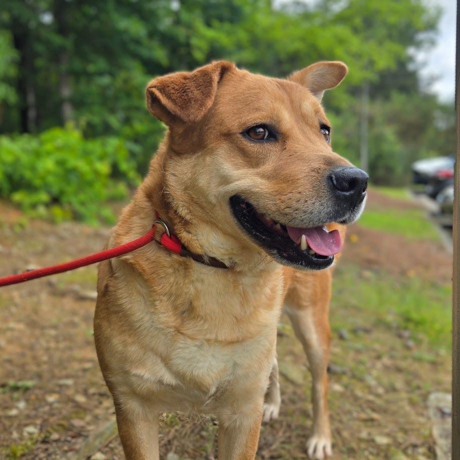 Enlarge Pillsbury, a Adoptable mixed breed in Douglasville, GA image 3/3