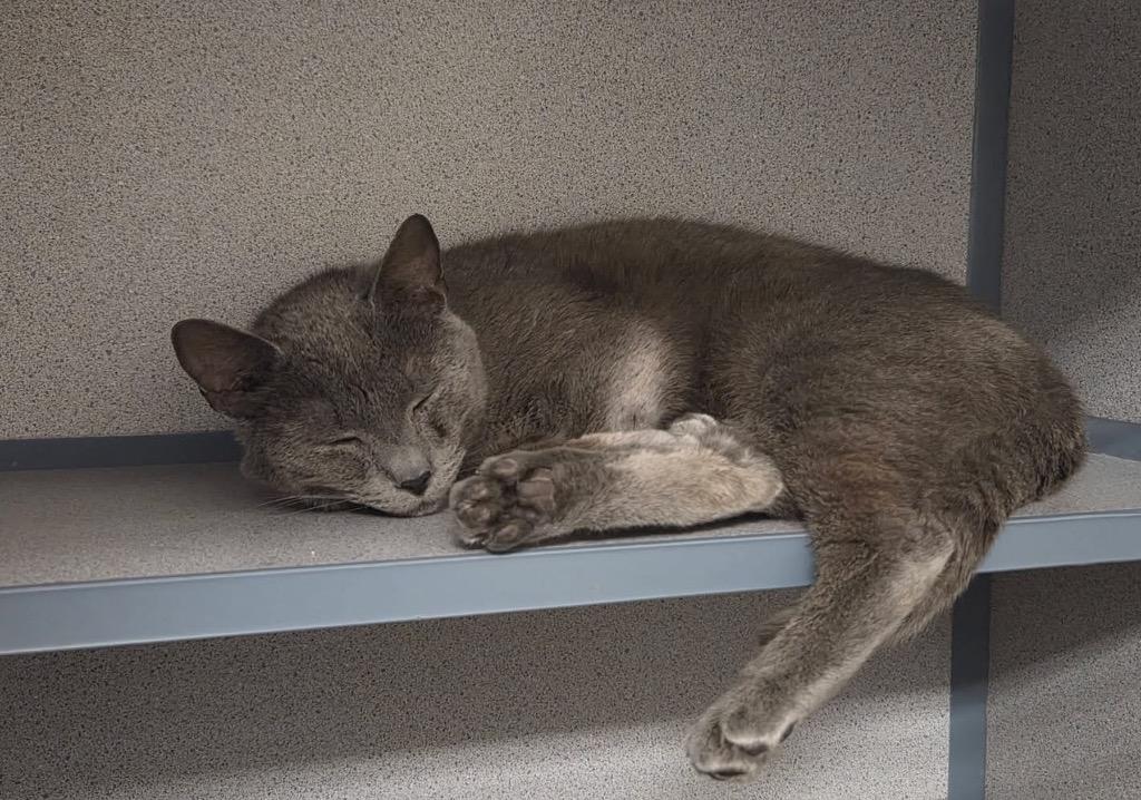 Dunkin, Adoptable, Young Male Domestic Short Hair.