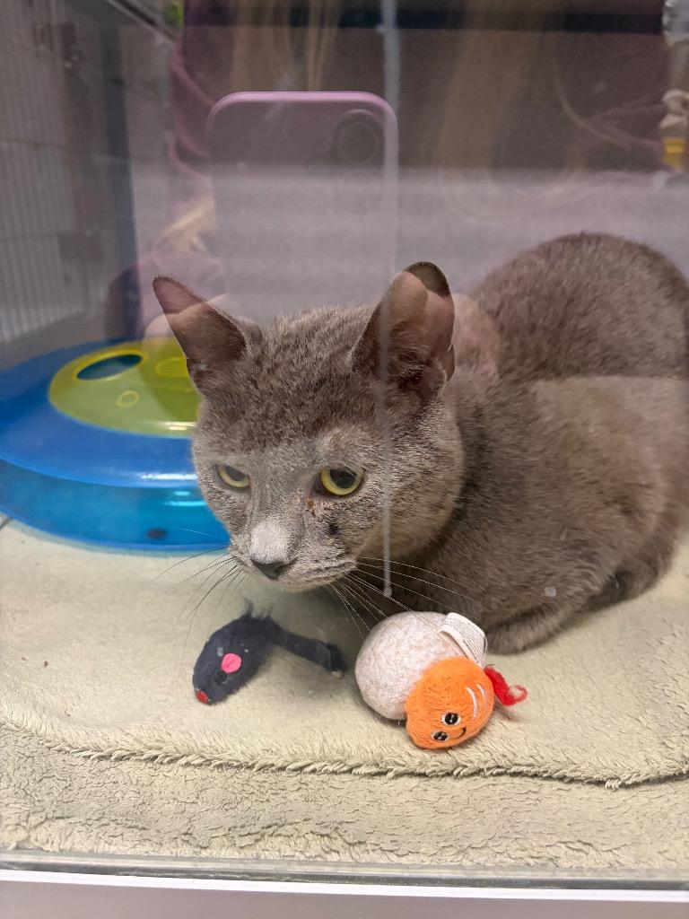 Enlarge Dunkin, a Adoptable mixed breed in Liverpool, NY image 2/2