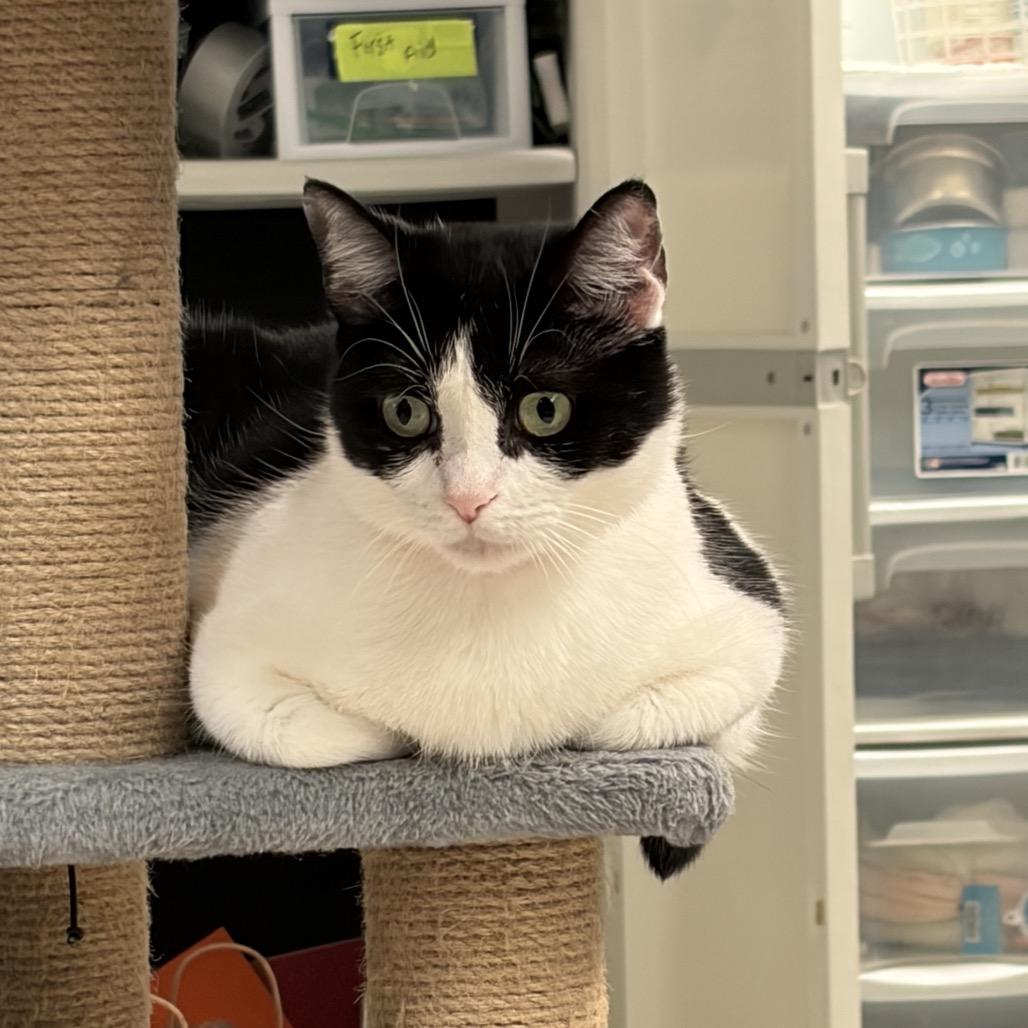 Aqua, Adoptable, Adult Female Domestic Short Hair.