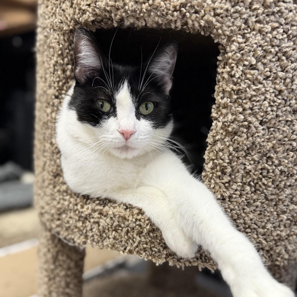 Aqua, a Adoptable Domestic Short Hair in Hamburg, NY image 2/5