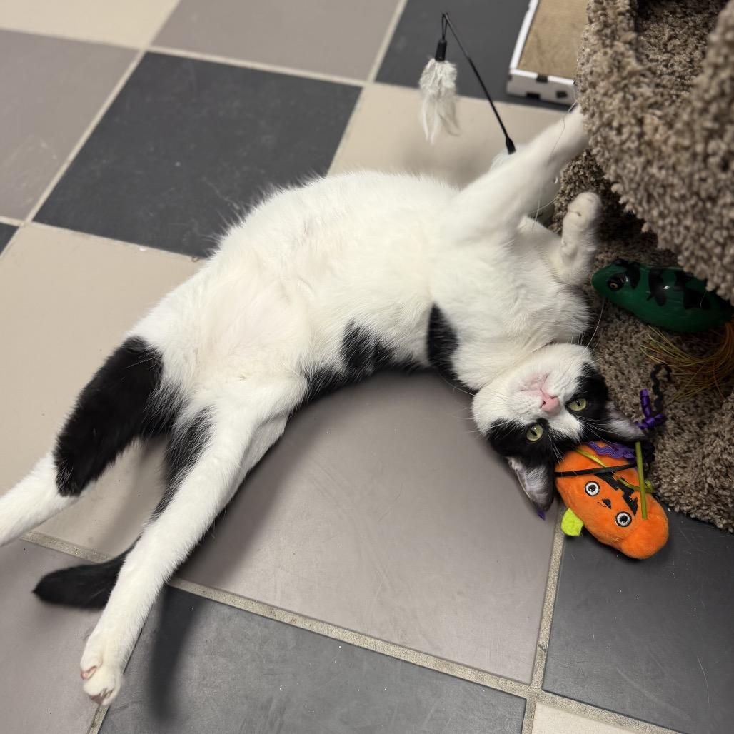 Aqua, a Adoptable Domestic Short Hair in Hamburg, NY image 3/5