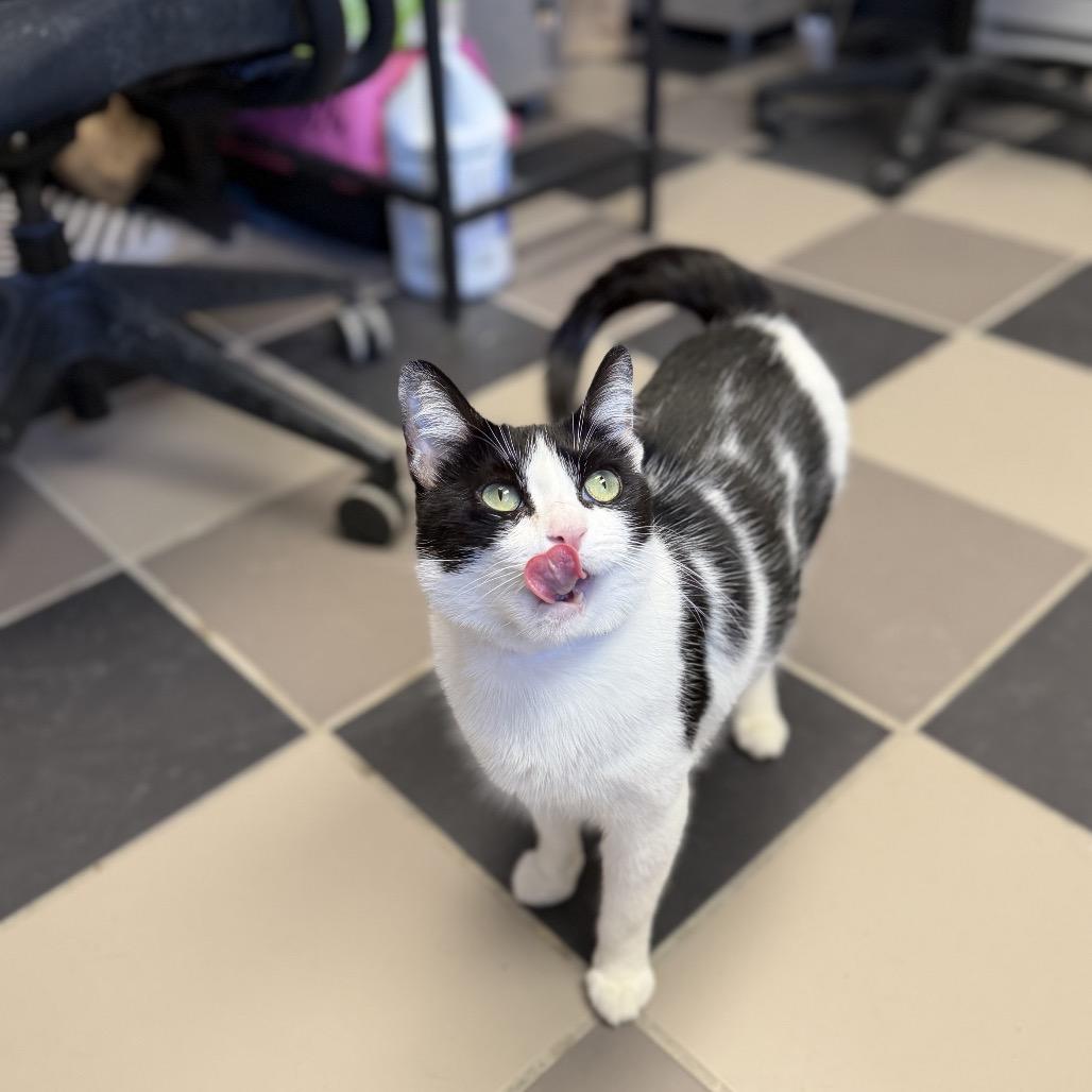 Aqua, a Adoptable Domestic Short Hair in Hamburg, NY image 4/5