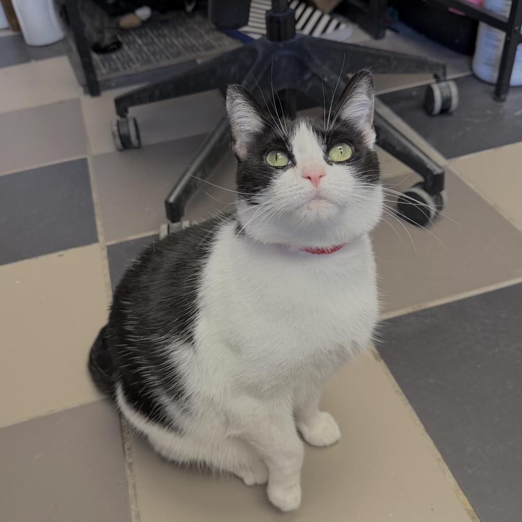 Aqua, a Adoptable Domestic Short Hair in Hamburg, NY image 5/5