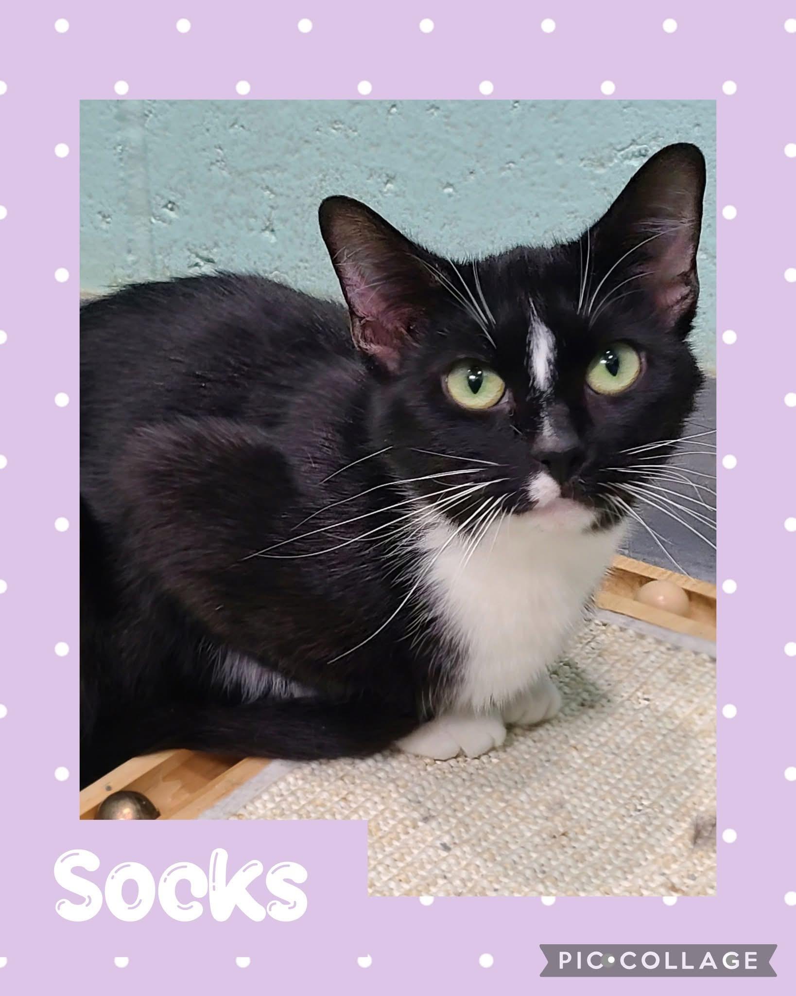 Socks, an adoptable Domestic Short Hair in Iron River, MI, 49935 | Photo Image 1