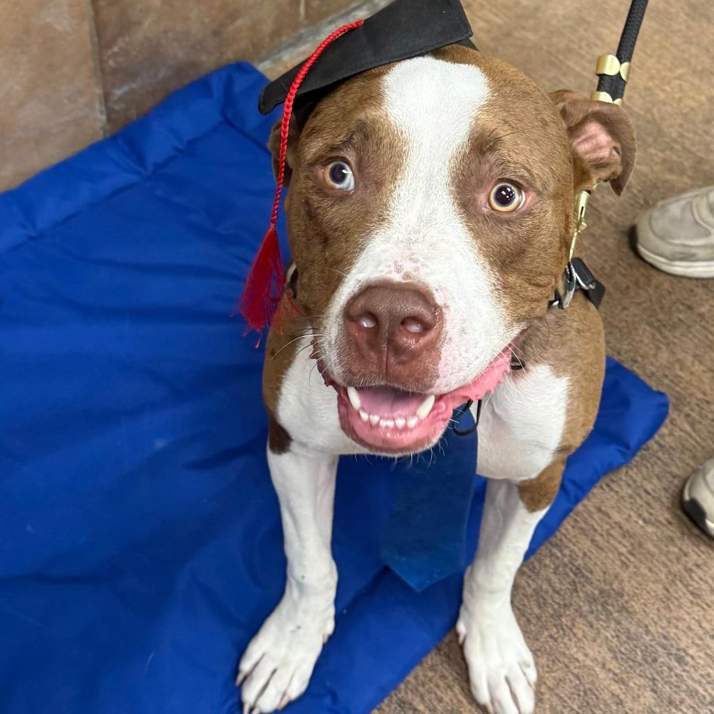 Enlarge Scout, a Adoptable mixed breed in Indianapolis, IN image 1/6